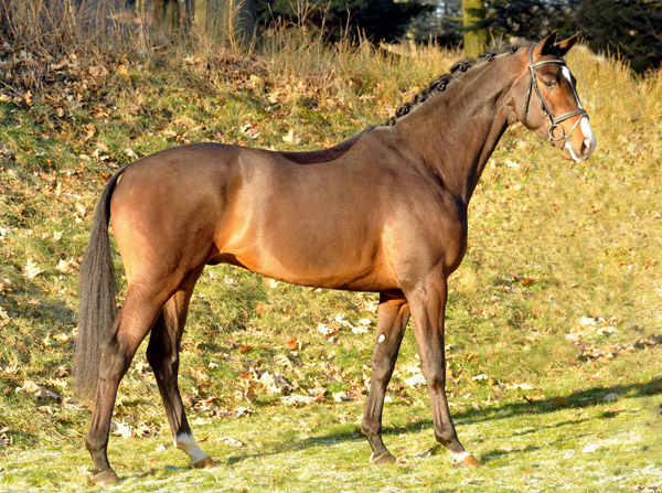 3jhriger Trakehner Hengst Grand Corazon v. Symont x Red Patrick xx  - Foto: Beate Langels - Trakehner Gestt Hmelschenburg