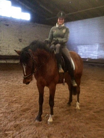 3j hriger Trakehner Wallach von Saint Cyr u.d. Pr. u. StPrSt. Karena v. Freudenfest
