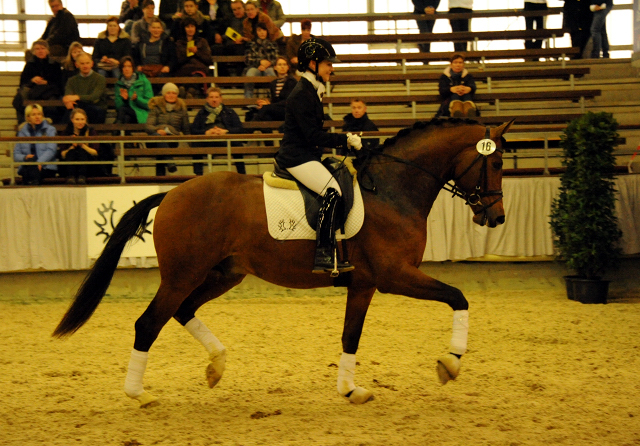 High Motion v.  Saint Cyr v. Kostolany - Foto: Beate Langels - Trakehner Gestt Hmelschenburg