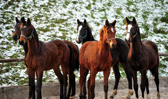 Jhrlingshengste im Trakehner Gestt Hmelschenburg - 4. Februar 2018 - Foto: Mia / Beate Langels