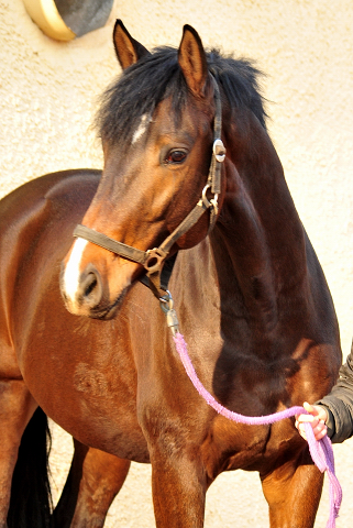 Sandringham v. Exclusiv - Trakehner Gestt Hmelschenburg - 4. Februar 2018 - Foto: Mia / Beate Langels