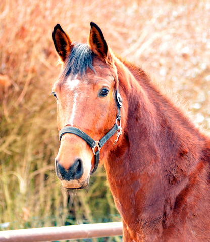  Trakehner Gestt Hmelschenburg - 4. Februar 2018 - Foto: Mia / Beate Langels