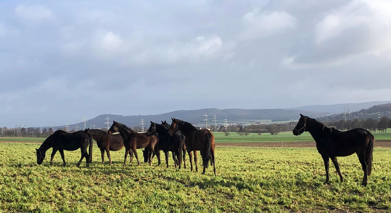 Die Stutenherde in Hmelschenburg  - Foto: Beate Langels - Trakehner Gestt Hmelschenburg