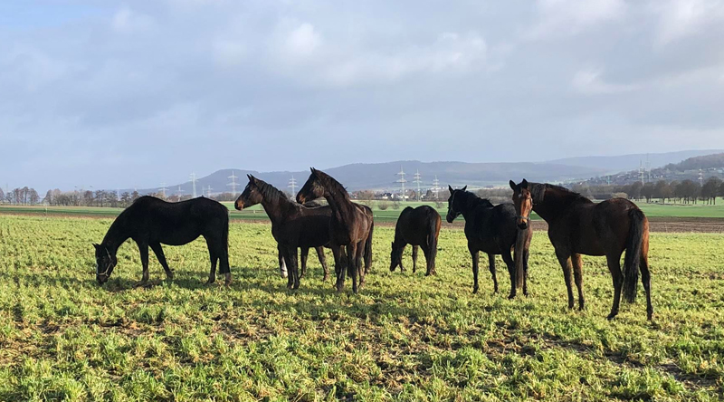 Die Stutenherde in Hmelschenburg  - Foto: Beate Langels - Trakehner Gestt Hmelschenburg