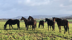 Februar 2022 - Trakehner Gestt Hmelschenburg  - Foto: Beate Langels