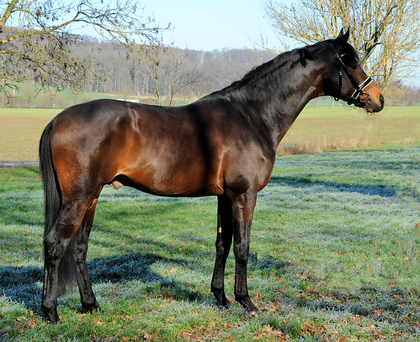 His Moment - Februar 2023 - Trakehner Gestt Hmelschenburg  - Foto: Beate Langels