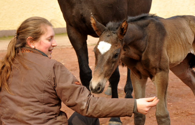 Trakehner Filly by Kostolany out of Kaiserspiel by Exclusiv - Foto: Beate Langels, Trakehner Gestt Hmelschenburg - Beate Langels