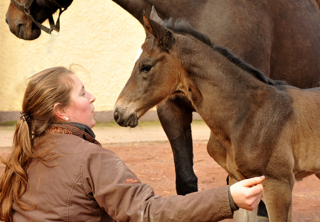 Trakehner Filly by Kostolany out of Kaiserspiel by Exclusiv - Foto: Beate Langels, Trakehner Gestt Hmelschenburg - Beate Langels