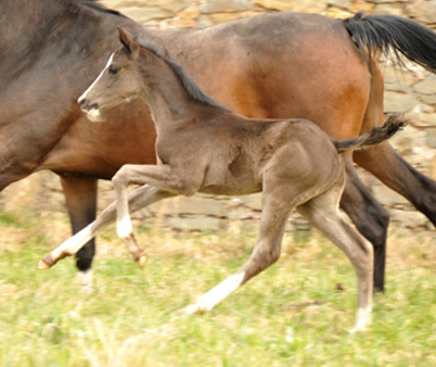 Hengstfohlen von De Niro u.d. Schwalbendiva von Totilas - Foto: Beate Langels - Trakehner Gestt Hmelschenburg
