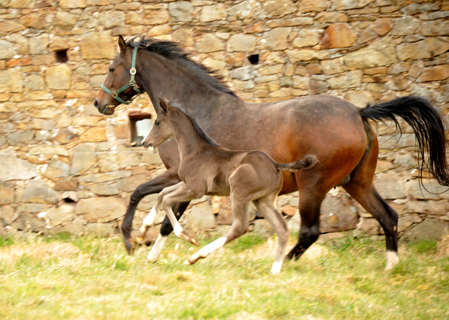 Hengstfohlen von De Niro u.d. Schwalbendiva von Totilas - Foto: Beate Langels - Trakehner Gestt Hmelschenburg