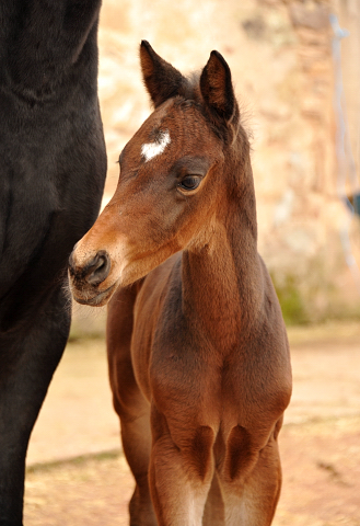 8 Tage alt Hengstfohlen von Oliver Twist u.d. Pr.St. Orvieta v. 
Hohenstein u.d. Elitestute Odessa v. Kostolany - Foto: Beate Langels Gestt Hmelschenburg