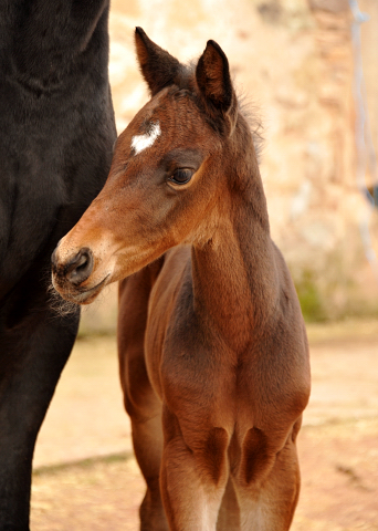 8 Tage alt Hengstfohlen von Oliver Twist u.d. Pr.St. Orvieta v. 
Hohenstein u.d. Elitestute Odessa v. Kostolany - Foto: Beate Langels Gestt Hmelschenburg