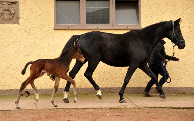 8 Tage alt Hengstfohlen von Oliver Twist u.d. Pr.St. Orvieta v. 
Hohenstein u.d. Elitestute Odessa v. Kostolany - Foto: Beate Langels Gestt Hmelschenburg