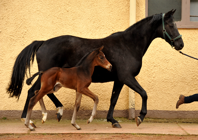 8 Tage alt Hengstfohlen von Oliver Twist u.d. Pr.St. Orvieta v. 
Hohenstein u.d. Elitestute Odessa v. Kostolany - Foto: Beate Langels Gestt Hmelschenburg