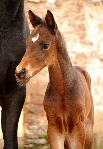 8 Tage alt Hengstfohlen von Oliver Twist u.d. Pr.St. Orvieta v. 
Hohenstein u.d. Elitestute Odessa v. Kostolany - Foto: Beate Langels Gestt Hmelschenburg