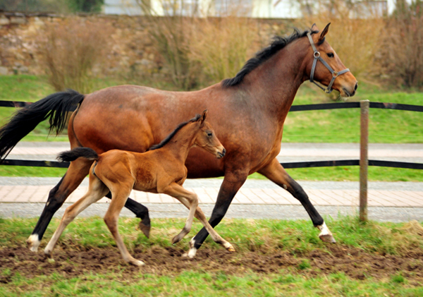 Giulietta v. Saint Cyr mit ihrer drei Tage alten Tochter v. Shavalou - Trakehner Gestt Hmelschenburg - Foto: Beate Langels