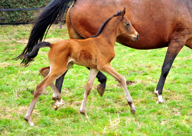 Giulietta v. Saint Cyr mit ihrer drei Tage alten Tochter v. Shavalou - Trakehner Gestt Hmelschenburg - Foto: Beate Langels