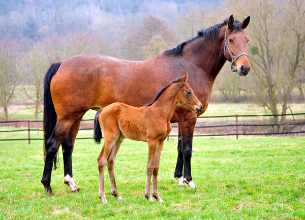 Giulietta v. Saint Cyr mit ihrer drei Tage alten Tochter v. Shavalou - Trakehner Gestt Hmelschenburg - Foto: Beate Langels