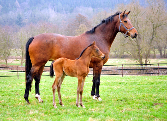 Giulietta v. Saint Cyr mit ihrer drei Tage alten Tochter v. Shavalou - Trakehner Gestt Hmelschenburg - Foto: Beate Langels