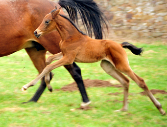 Giulietta v. Saint Cyr mit ihrer drei Tage alten Tochter v. Shavalou - Trakehner Gestt Hmelschenburg - Foto: Beate Langels