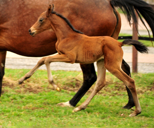 Giulietta v. Saint Cyr mit ihrer drei Tage alten Tochter v. Shavalou - Trakehner Gestt Hmelschenburg - Foto: Beate Langels