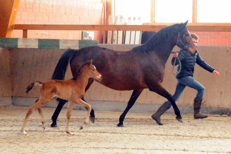 Drei Tage alt: Stutfohlen von Zauberdeyk u.d. Pr.u.StPrSt. Katniss Everdeen v. Saint Cyr
 - Trakehner Gestt Hmelschenburg - Beate Langels - Foto: Beate Langels