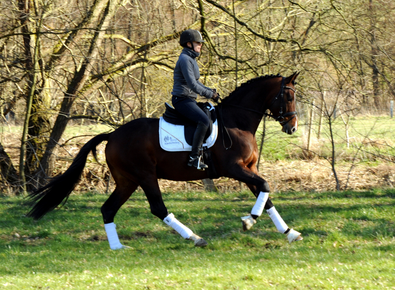 High Quality v. Saint Cyr mit Pia - 7. Mrz 2022 in Hmelschenburg  - Foto: Beate Langels - Trakehner Gestt Hmelschenburg