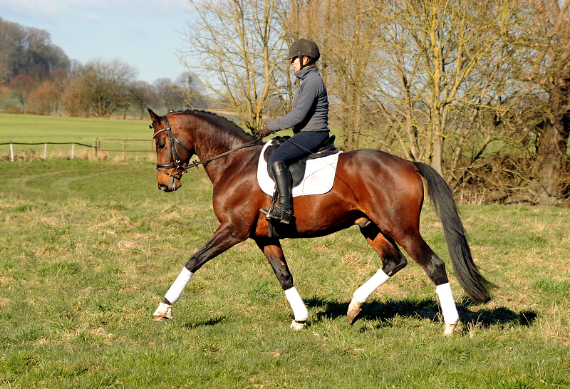 High Quality v. Saint Cyr mit Pia - 7. Mrz 2022 in Hmelschenburg  - Foto: Beate Langels - Trakehner Gestt Hmelschenburg