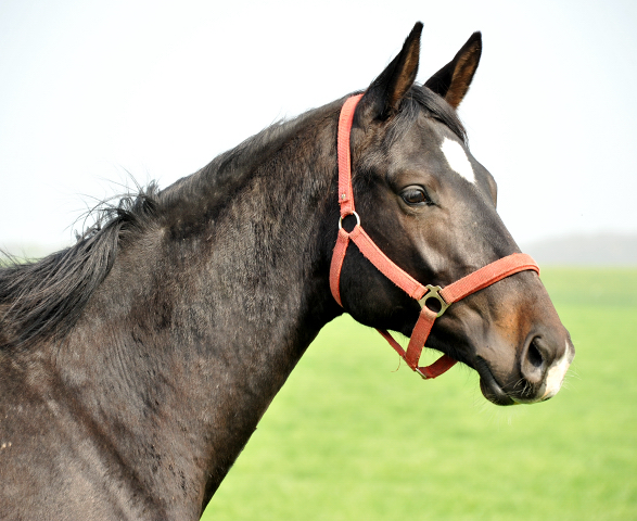 Zweijhriger Trakehner von Summertime u.d. Thirica v. Enrico Caruso im Gestt Schplitz am 6. April 2014 - Foto: Trakehner Gestt Hmelschenburg - Beate Langels