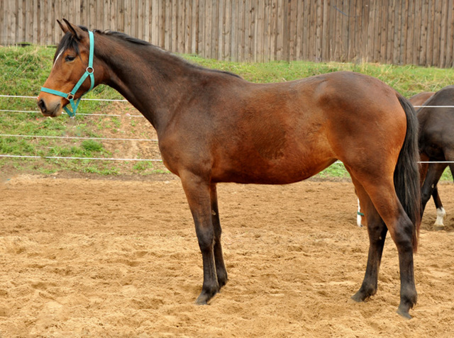 Katniss Everdeen - Trakehner Stute von Saint Cyr u.d. Prmien- und Staatsprmienstute Karena v. Freudenfest - Foto: Beate Langels, Trakehner Gestt Hmelschenburg