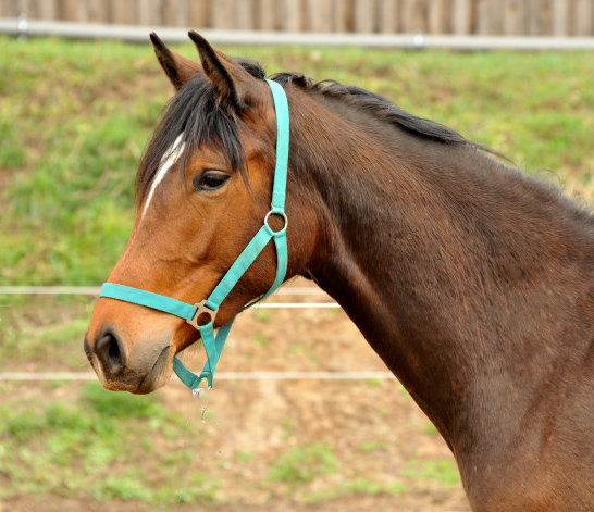 Katniss Everdeen - Trakehner Stute von Saint Cyr u.d. Prmien- und Staatsprmienstute Karena v. Freudenfest - Foto: Beate Langels, Trakehner Gestt Hmelschenburg