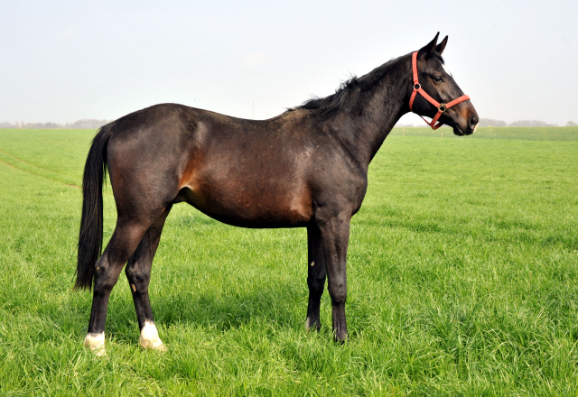 Zweijhriger Hengst von Summertime u.d. Thirica v. Enrico Caruso im Gestt Schplitz am 6. April 2014 - Foto: Trakehner Gestt Hmelschenburg - Beate Langels