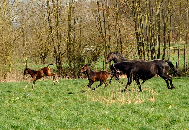 7. April 2016 -Stuten und Fohlen - Gestüt Hämelschenburg