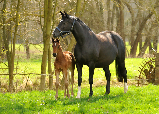7. April 2016 - Thirica mit Hengstfohlen v. Oliver Twist - Gestüt Hämelschenburg
