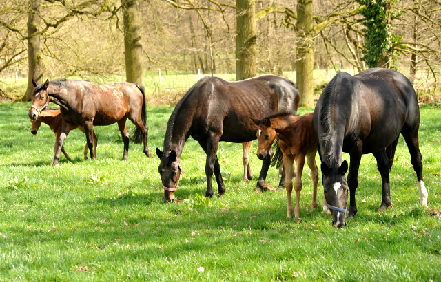 7. April 2016 - Stuten und Fohlen - Gestüt Hämelschenburg