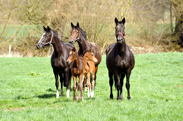 7. April 2016 -Stuten und Fohlen - Gestüt Hämelschenburg