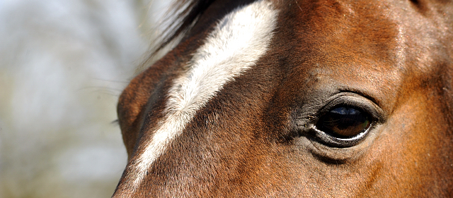 7. April 2016 - Schwalbendiva - Gestüt Hämelschenburg