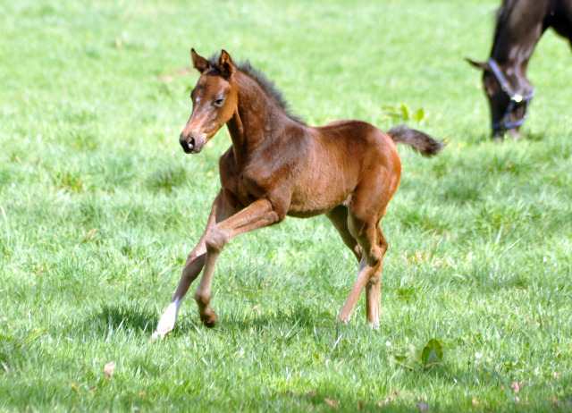 7. April 2016 - Schwalbendiva - Gestüt Hämelschenburg