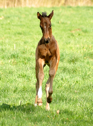 7. April 2016 - Schwalbendiva - Gestüt Hämelschenburg