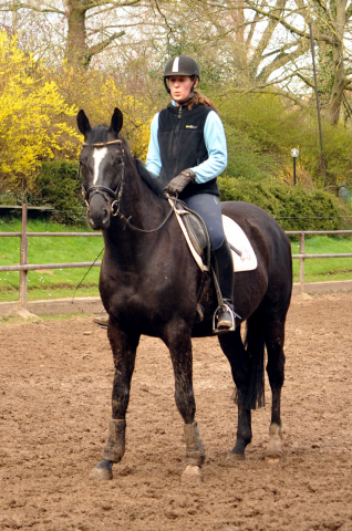 7. April 2016 - Apollo - Gestüt Hämelschenburg