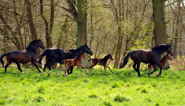 7. April 2016 -Stuten und Fohlen - Gestüt Hämelschenburg