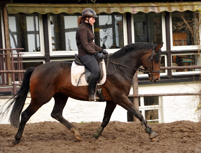 7. April 2016 - 3jähriger Hengst von Exclusiv u.d. Schwalbenfee v. Freudenfest - Gestüt Hämelschenburg