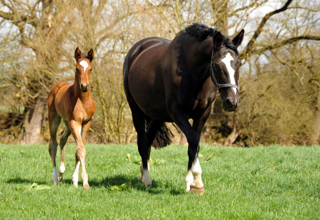 7. April 2016 - Greta Garbo mit Stutfohlen von High Motion - Gestüt Hämelschenburg