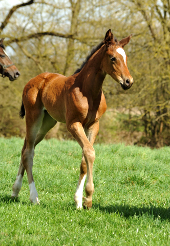 7. April 2016 -Stuten und Fohlen - Gestüt Hämelschenburg