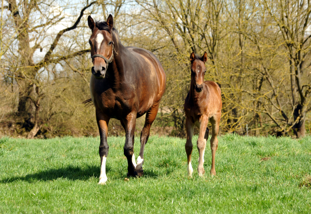 7. April 2016 - Schwalbendiva - Gestüt Hämelschenburg