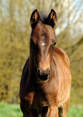 7. April 2016 -Stutfohlen von De Niro u.d. Schwalbendiva v. Totilas - Gestüt Hämelschenburg