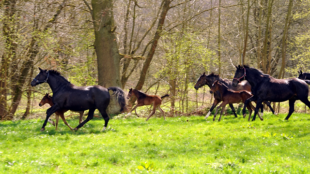 7. April 2016 -Stuten und Fohlen - Gestüt Hämelschenburg