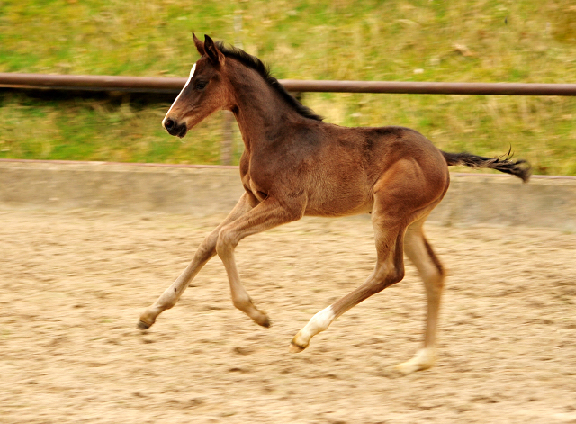 Oldenburger Hengstohlen von De Niro u.d. Schwalbendiva v. Totilas
 - Trakehner Gestt Hmelschenburg - Beate Langels