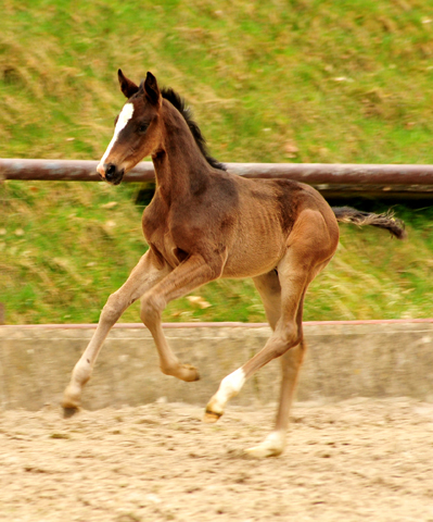 Oldenburger Hengstohlen von De Niro u.d. Schwalbendiva v. Totilas
 - Trakehner Gestt Hmelschenburg - Beate Langels