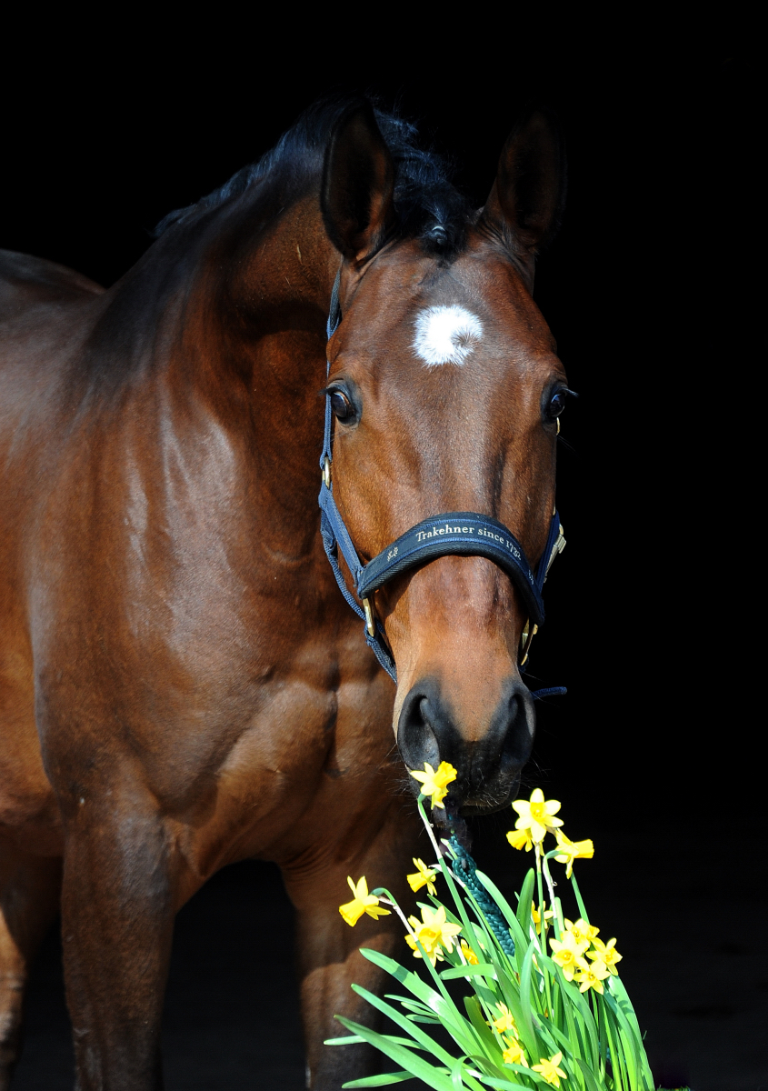 Vino v. High Motion x Exclusiv x Showmaster - Foto Beate Langels - Gestt Hmelschenburg